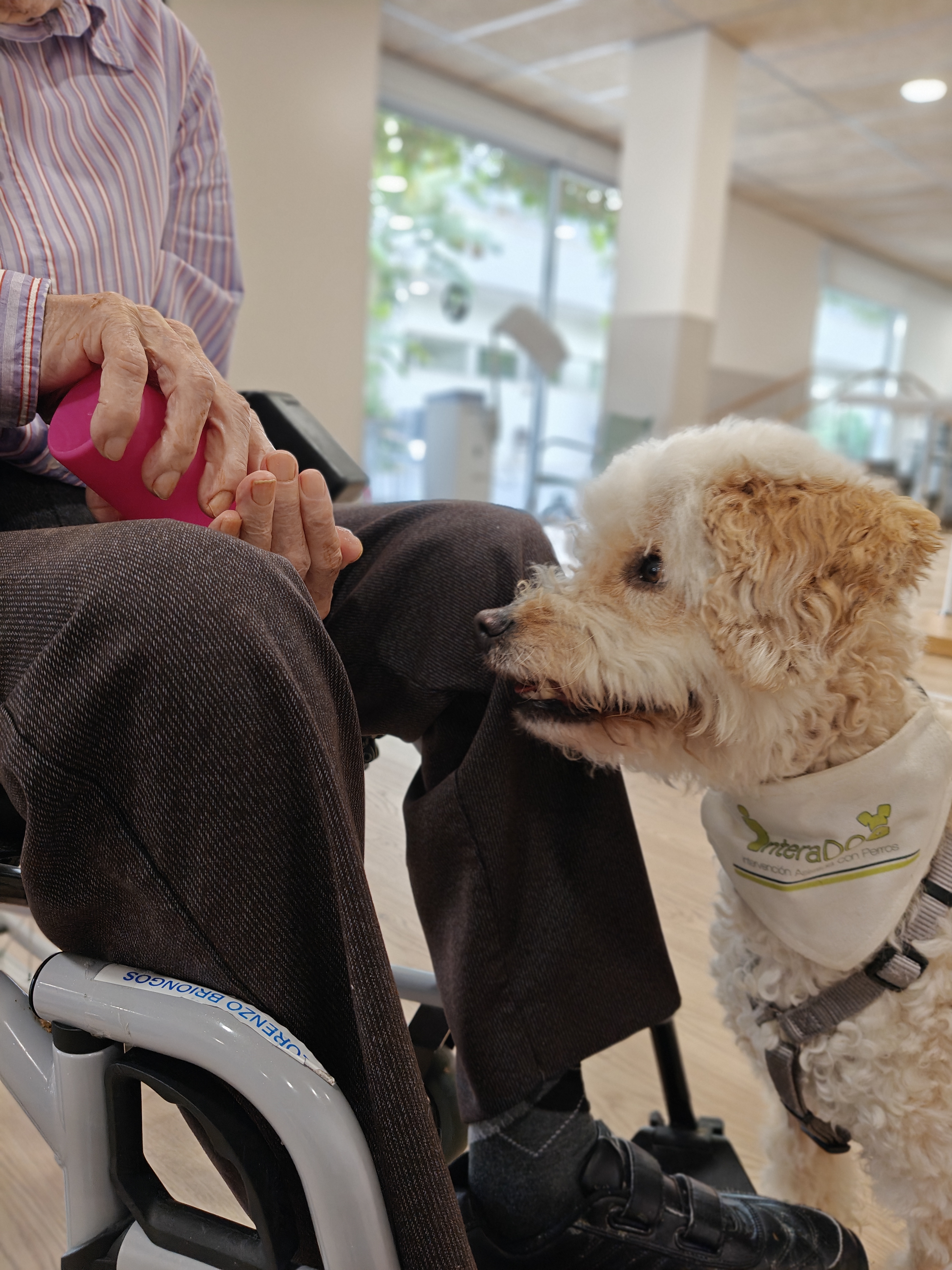 Terapia Asistida con Perros